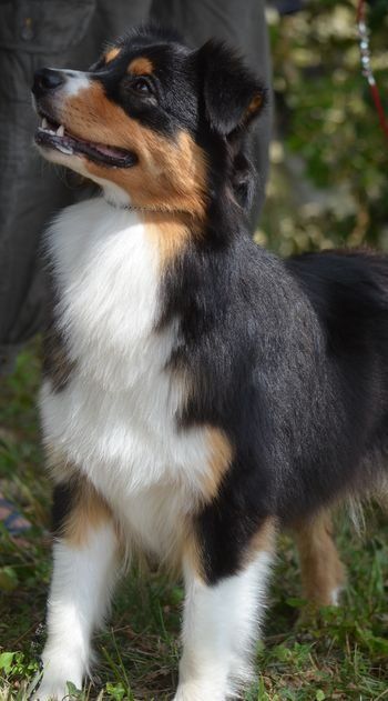 Dark Secret Garden - CACIB BRIVE LE 16/08/2014