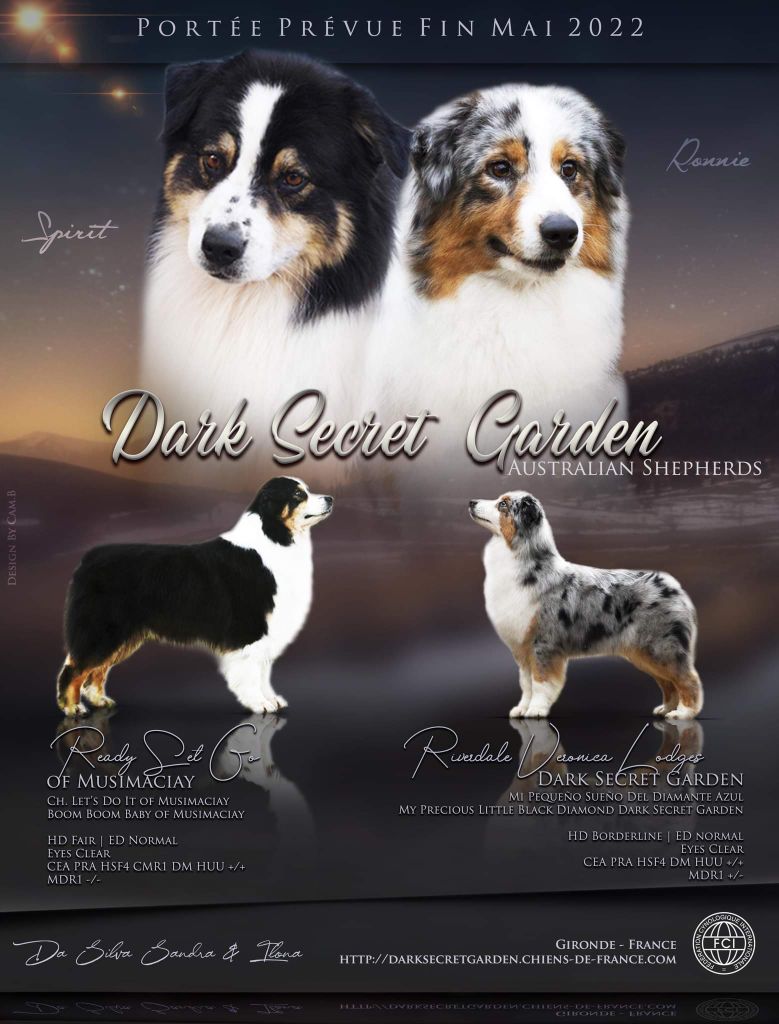 chiot Berger Australien Dark Secret Garden