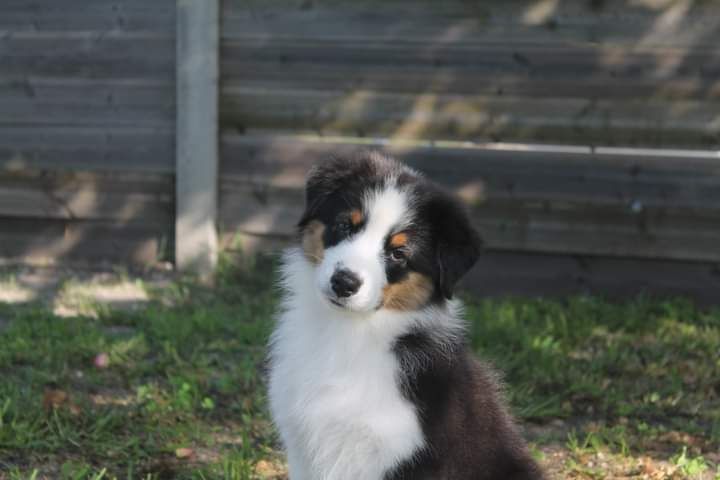 Sweet laffy taffy (lufy) Dark Secret Garden