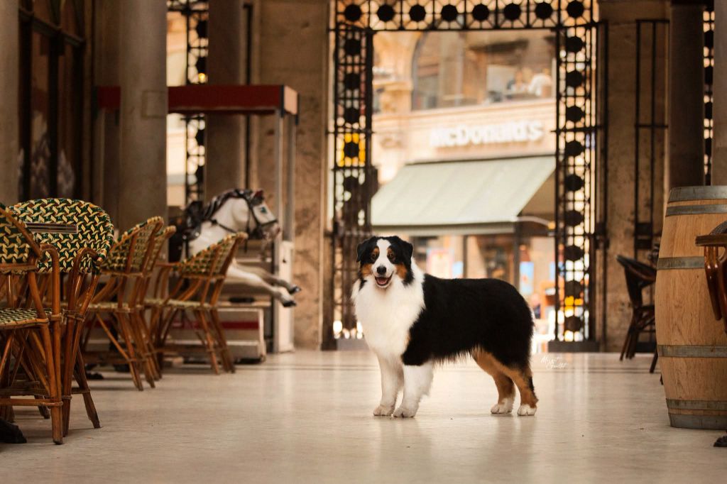 CH. Polar teddy bear Dark Secret Garden