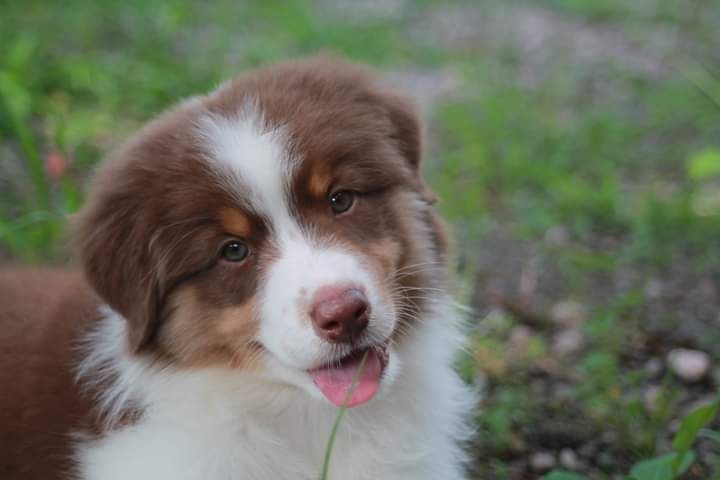 Dark Secret Garden - CHIOT DISPONIBLE BB 
