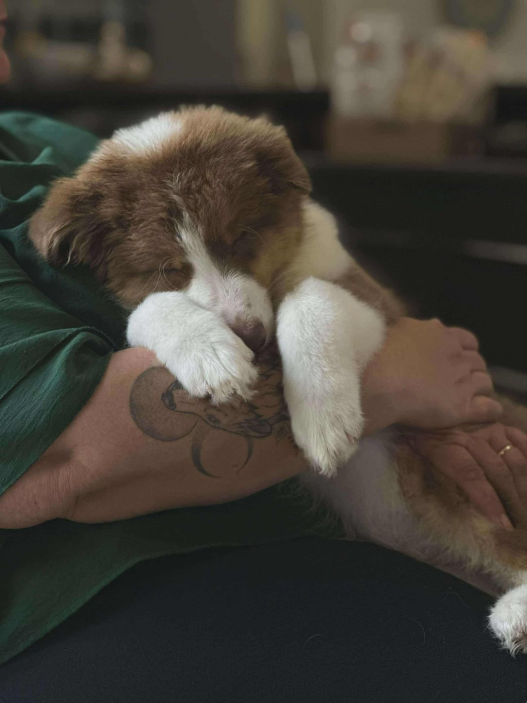 Prochaine portée été 2026