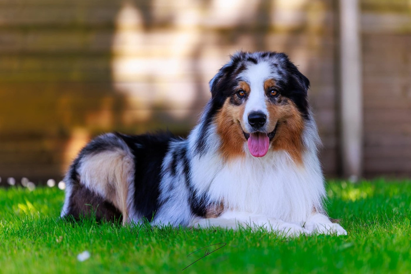 Replacement male bleu berger australien adulte