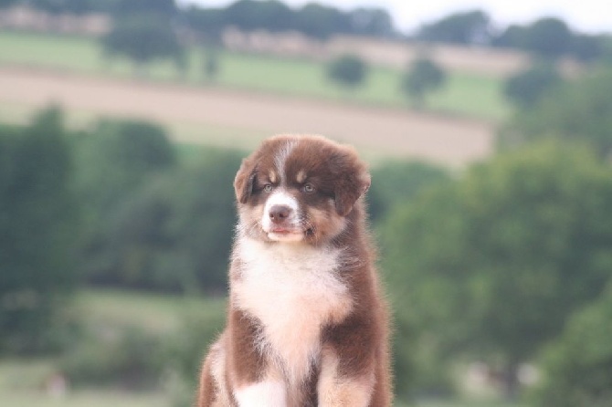 Dark Secret Garden - chiots disponibles au royaume d 'alfred