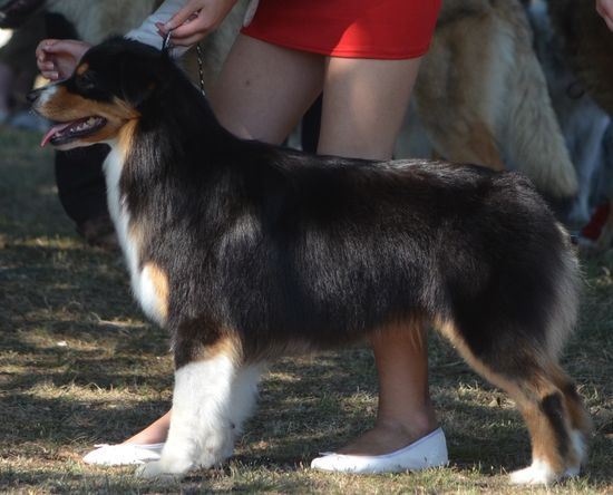 Dark Secret Garden - CACIB CAHORS 3 AOUT 2014