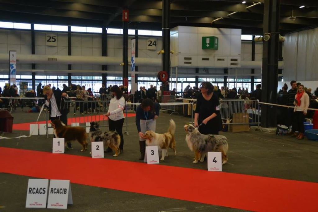 Dark Secret Garden - RESULTATS CACIB BORDEAUX