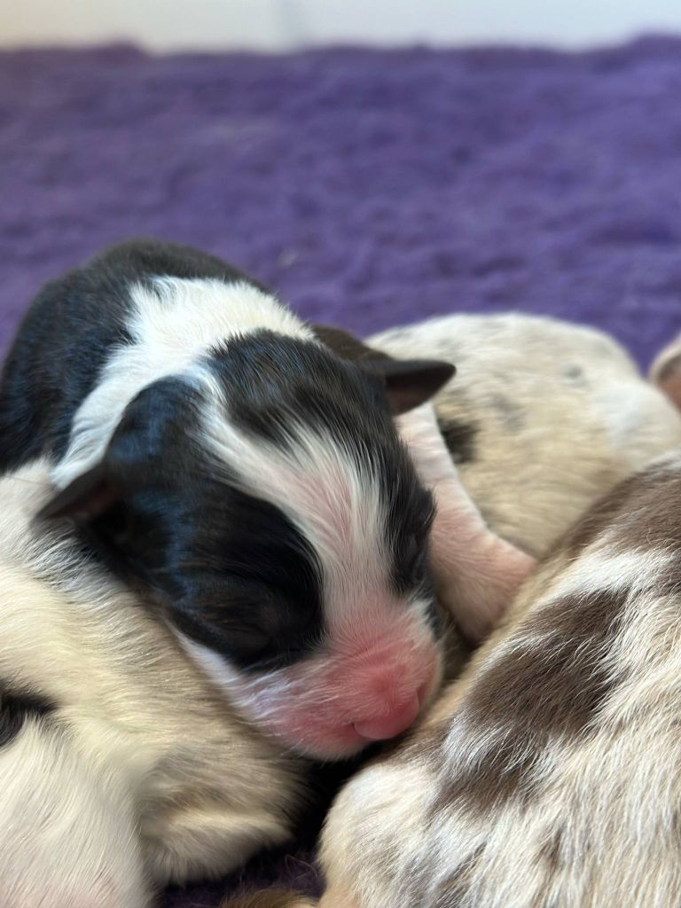 Dark Secret Garden - Chiots disponibles - Berger Australien