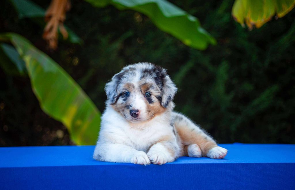 Dark Secret Garden - Chiots disponibles - Berger Australien