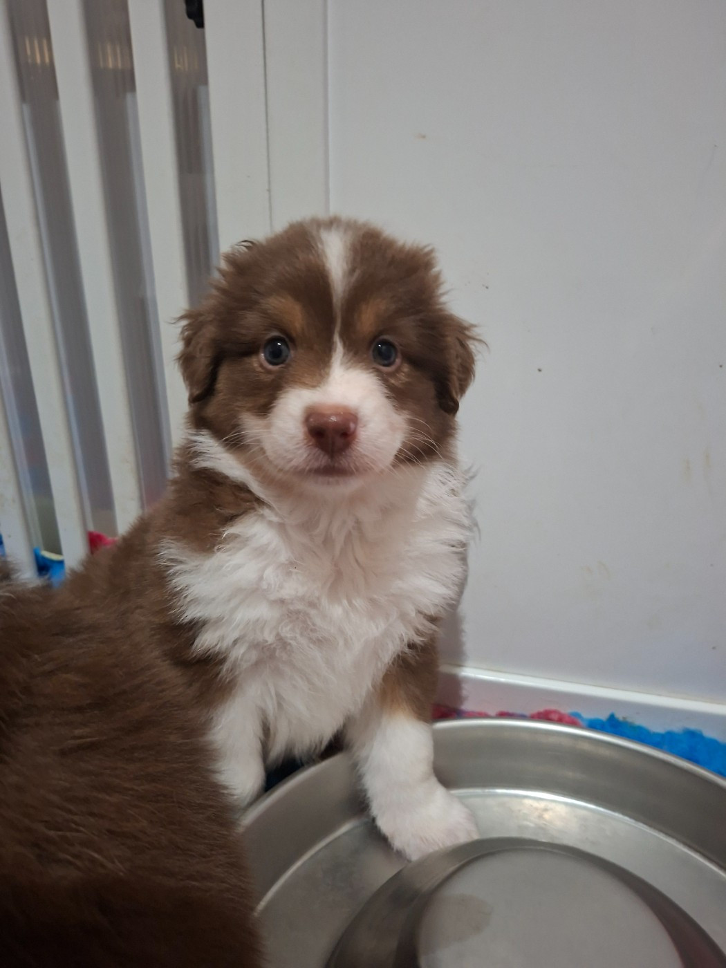 Dark Secret Garden - Chiots disponibles - Berger Australien