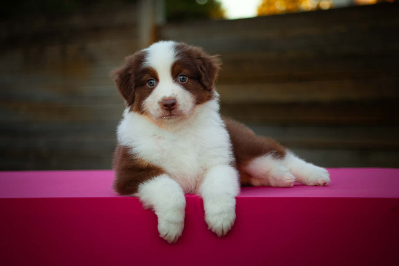 Dark Secret Garden - Chiots disponibles - Berger Australien