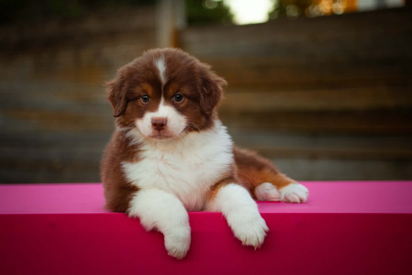 Dark Secret Garden - Chiots disponibles - Berger Australien