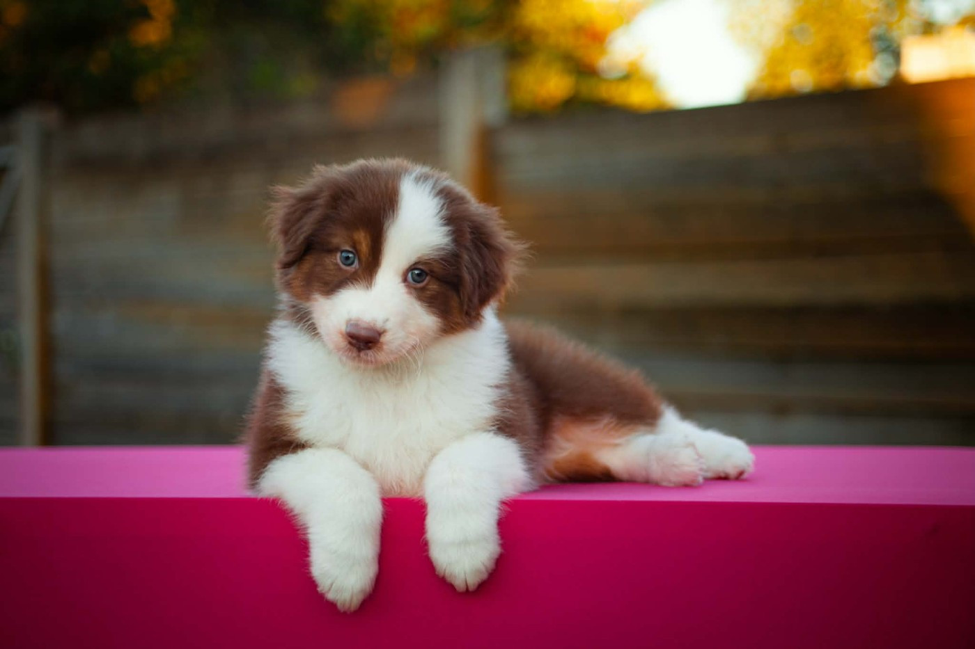 Dark Secret Garden - Chiots disponibles - Berger Australien