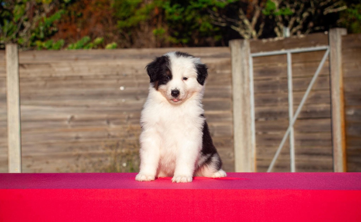 Dark Secret Garden - Chiots disponibles - Berger Australien