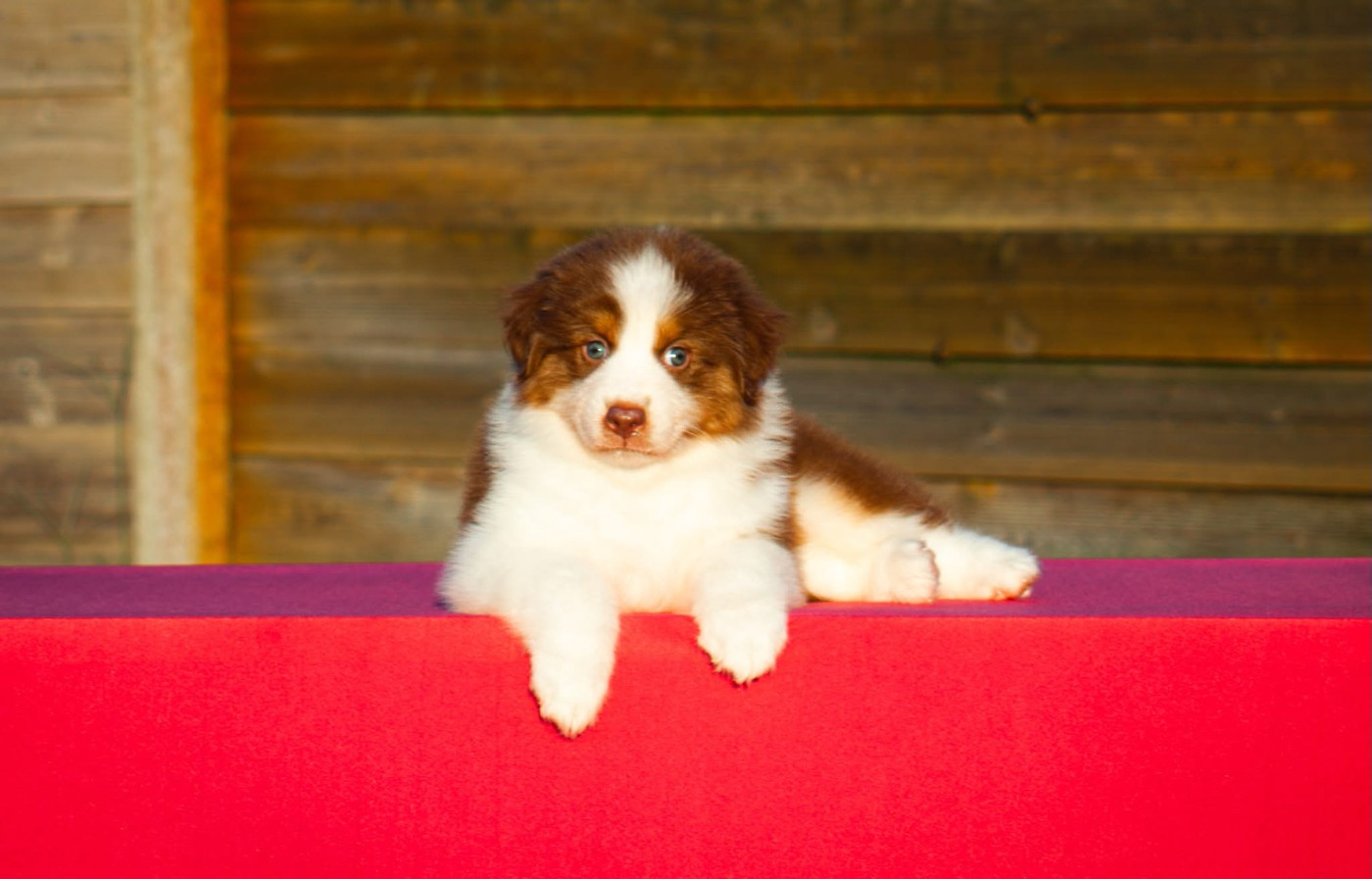 Dark Secret Garden - Chiots disponibles - Berger Australien
