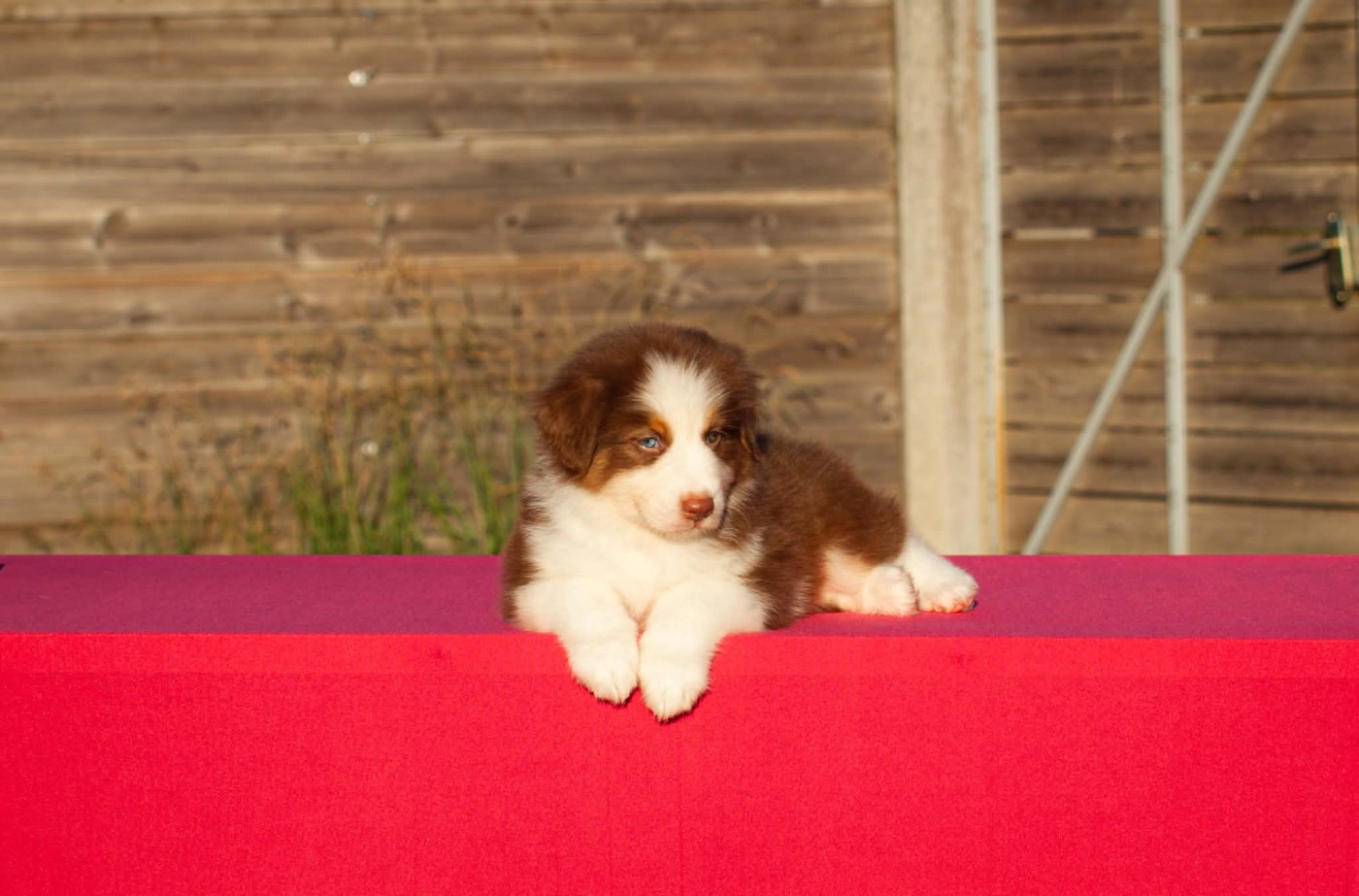 Dark Secret Garden - Chiots disponibles - Berger Australien