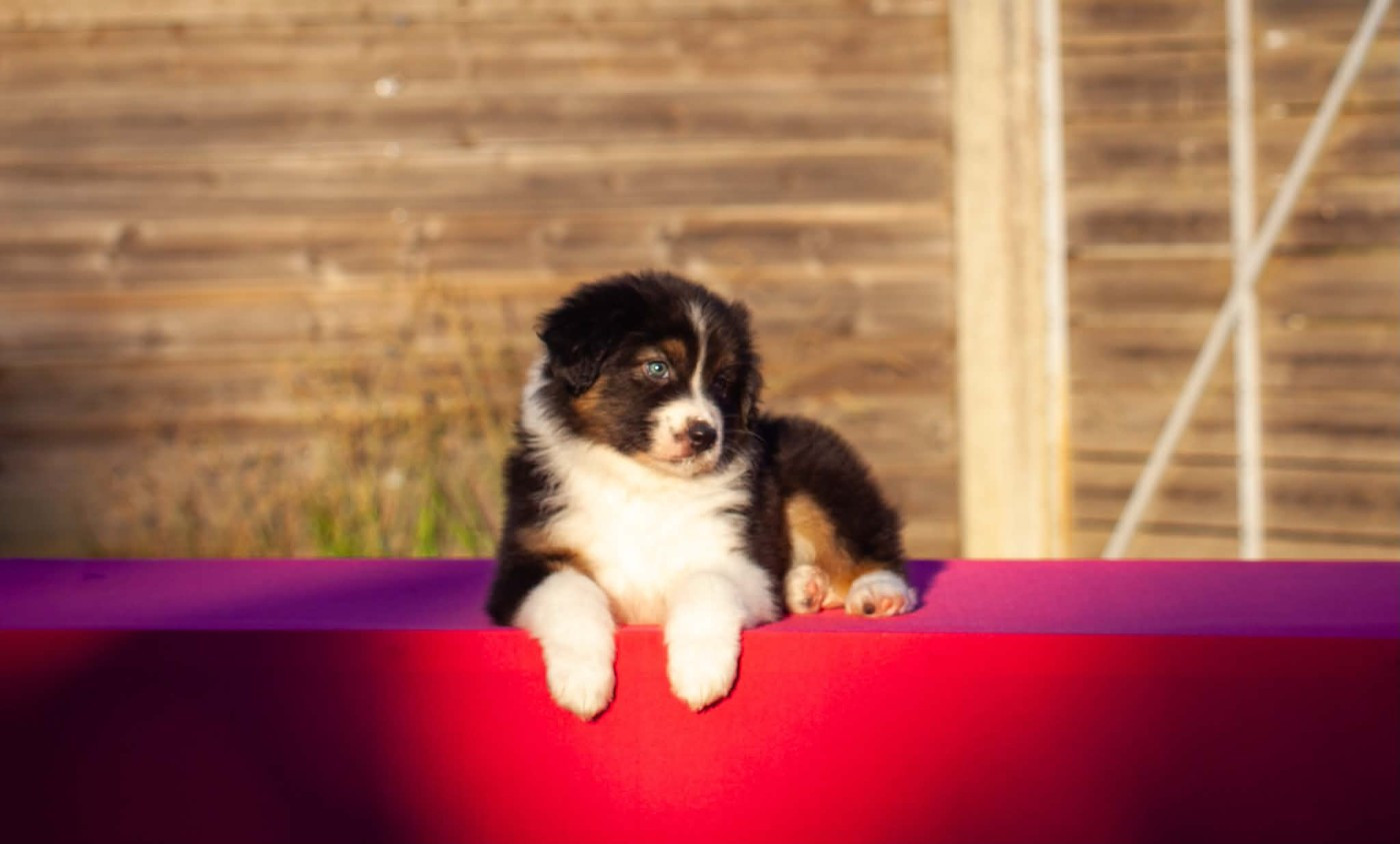 Dark Secret Garden - Chiots disponibles - Berger Australien