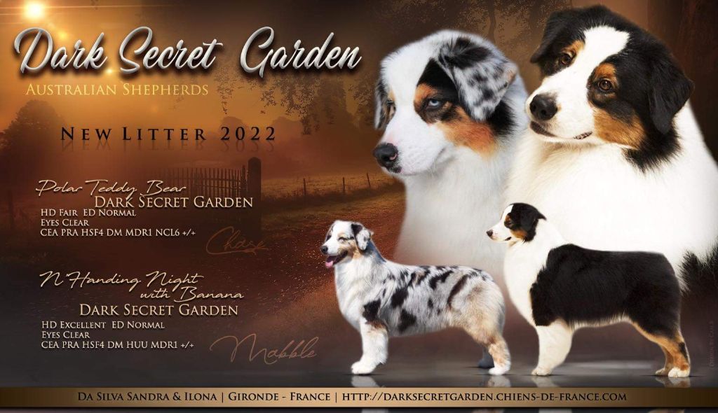 Chiot Berger Australien Dark Secret Garden