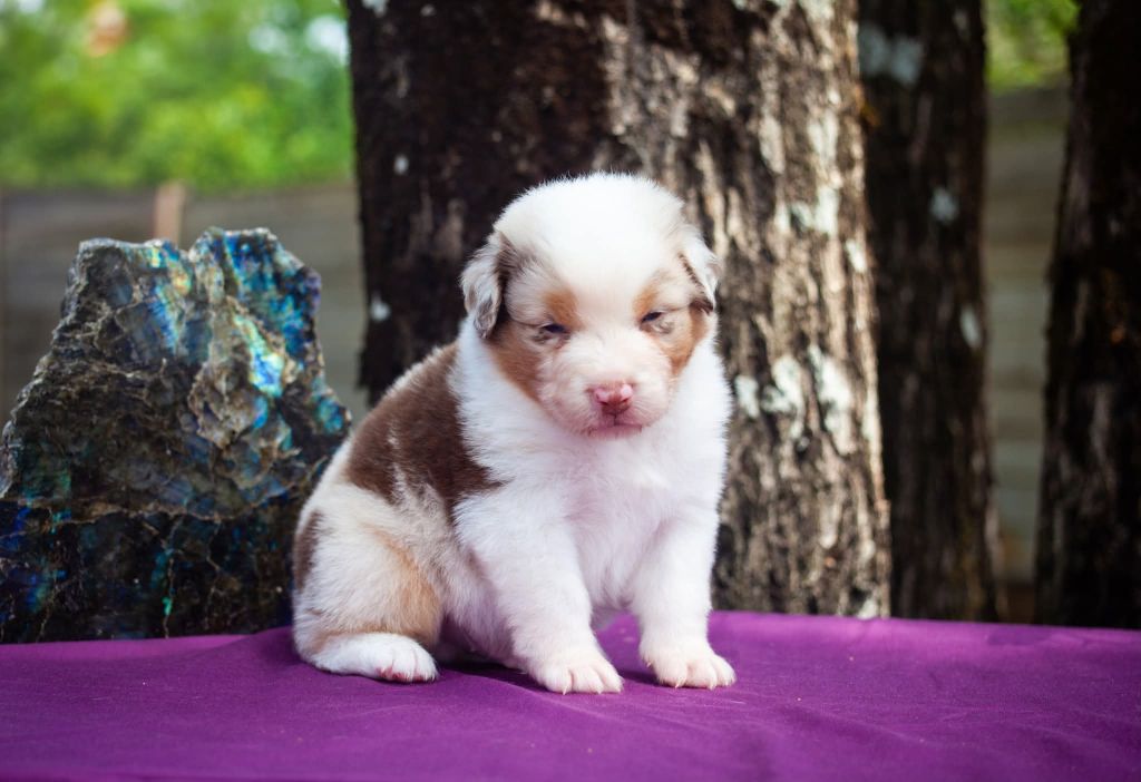 Dark Secret Garden - Chiots disponibles - Berger Australien