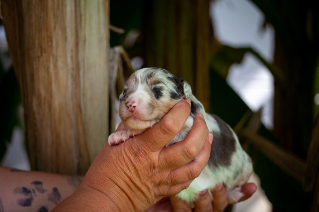 Dark Secret Garden - Chiots disponibles - Berger Australien
