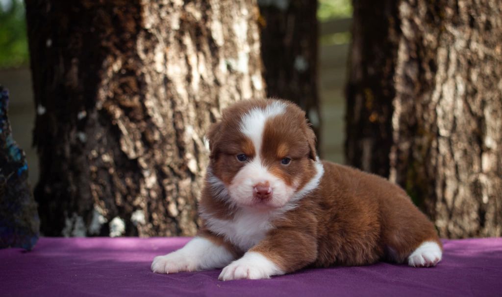 Dark Secret Garden - Chiots disponibles - Berger Australien