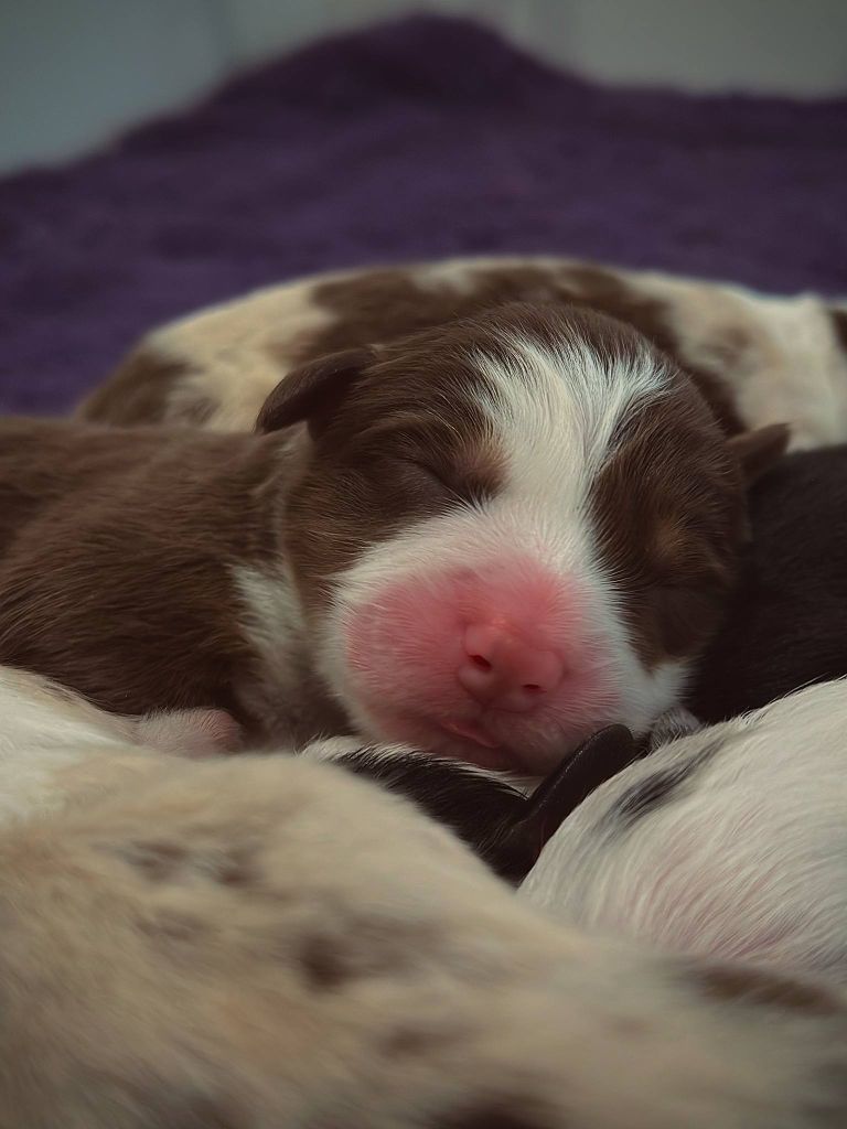 Dark Secret Garden - Chiots disponibles - Berger Australien