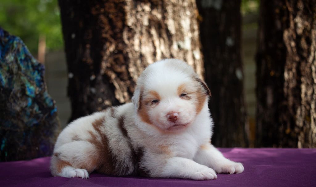 Dark Secret Garden - Chiots disponibles - Berger Australien