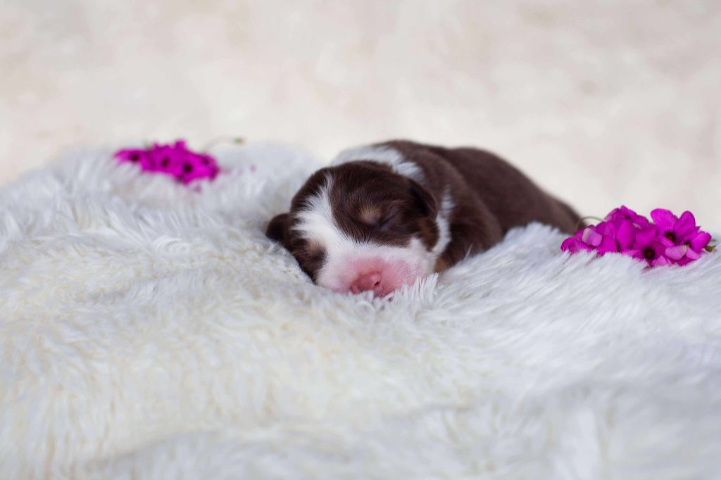 Dark Secret Garden - Chiots disponibles - Berger Australien