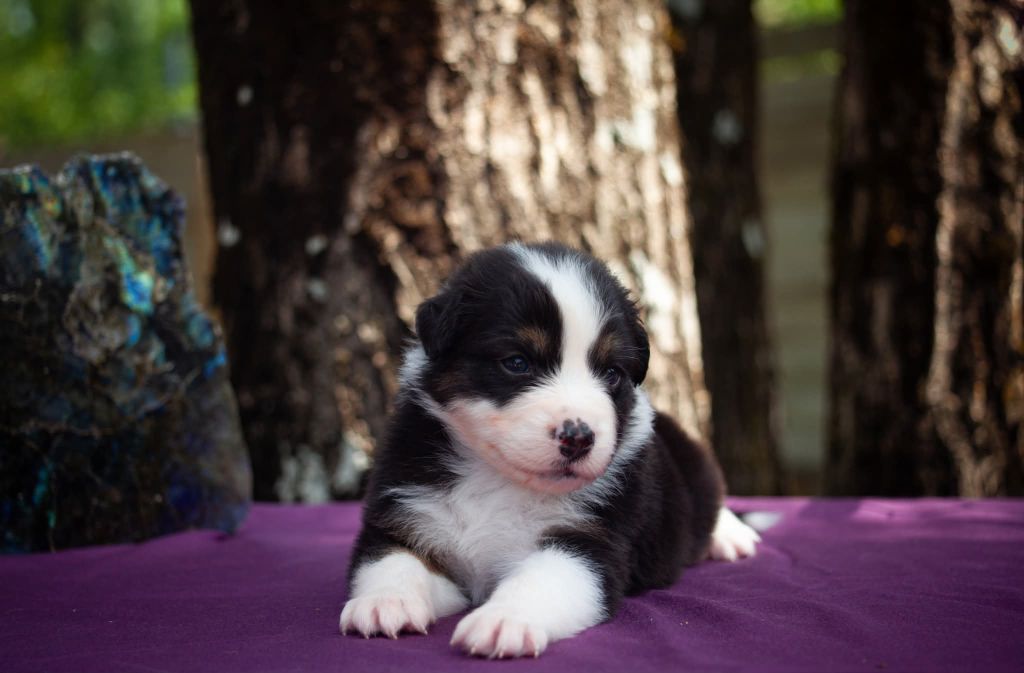 Dark Secret Garden - Chiots disponibles - Berger Australien