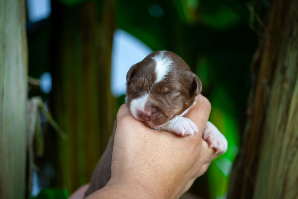 Dark Secret Garden - Chiots disponibles - Berger Australien