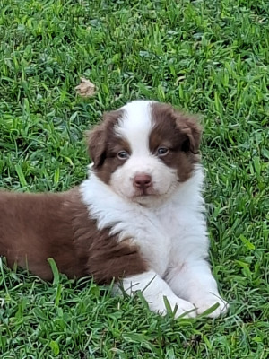 Dakota