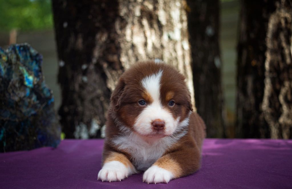 Dark Secret Garden - Chiots disponibles - Berger Australien