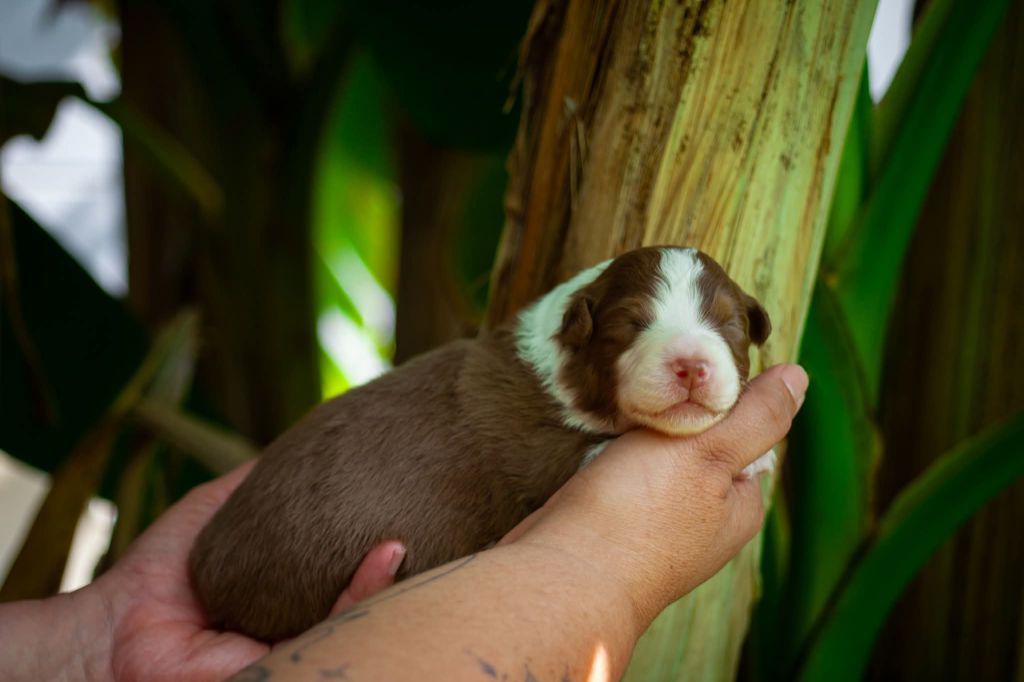 Dark Secret Garden - Chiots disponibles - Berger Australien