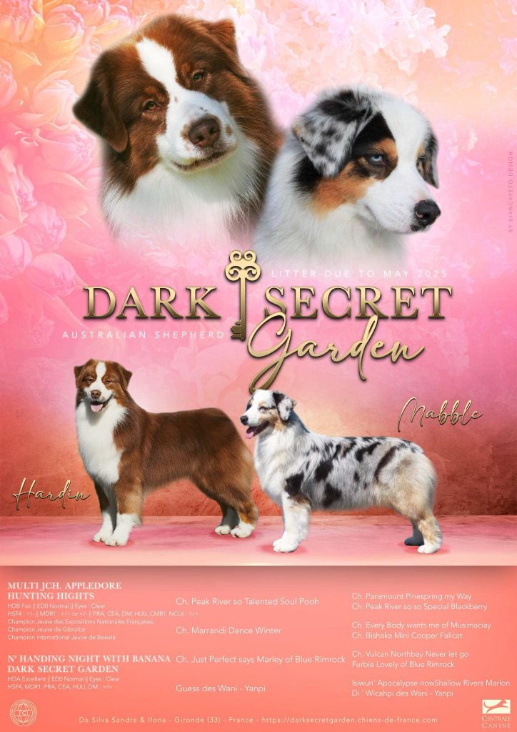 Chiot Berger Australien Dark Secret Garden