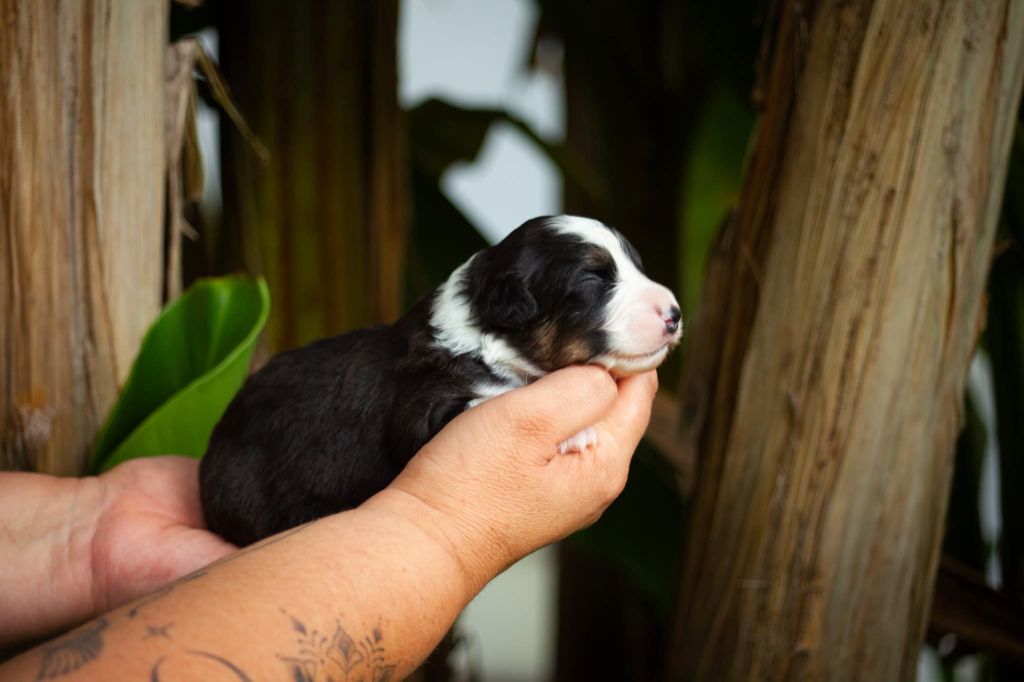Dark Secret Garden - Chiots disponibles - Berger Australien