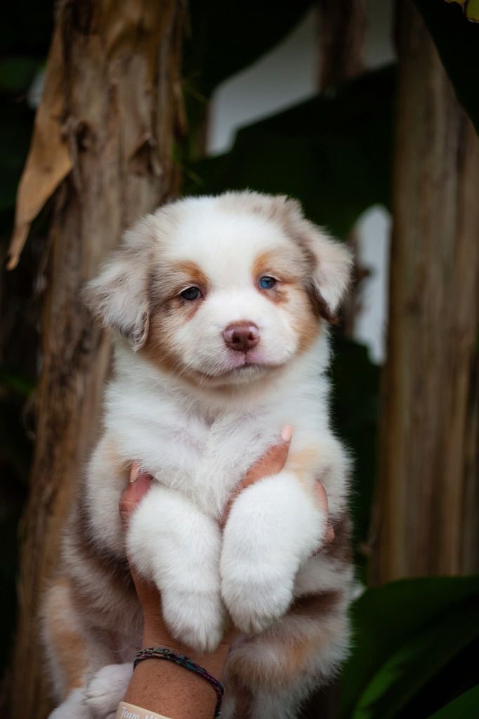 Dark Secret Garden - Chiots disponibles - Berger Australien