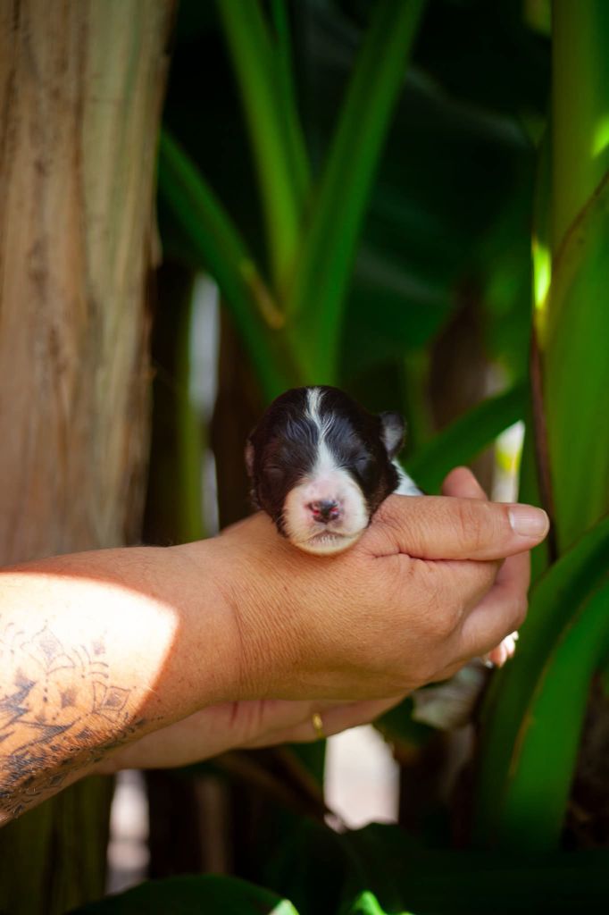Dark Secret Garden - Chiots disponibles - Berger Australien