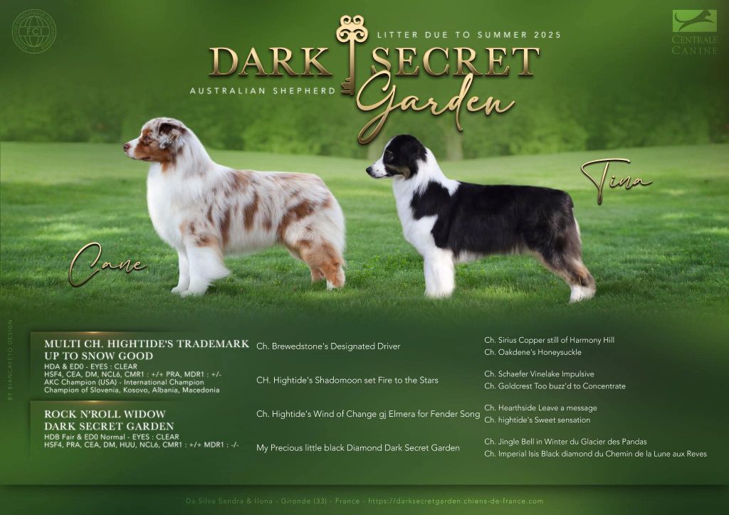 Dark Secret Garden - Berger Australien - Portée née le 20/07/2025